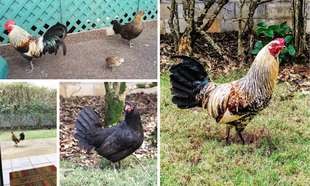 Chickens in Kauai
